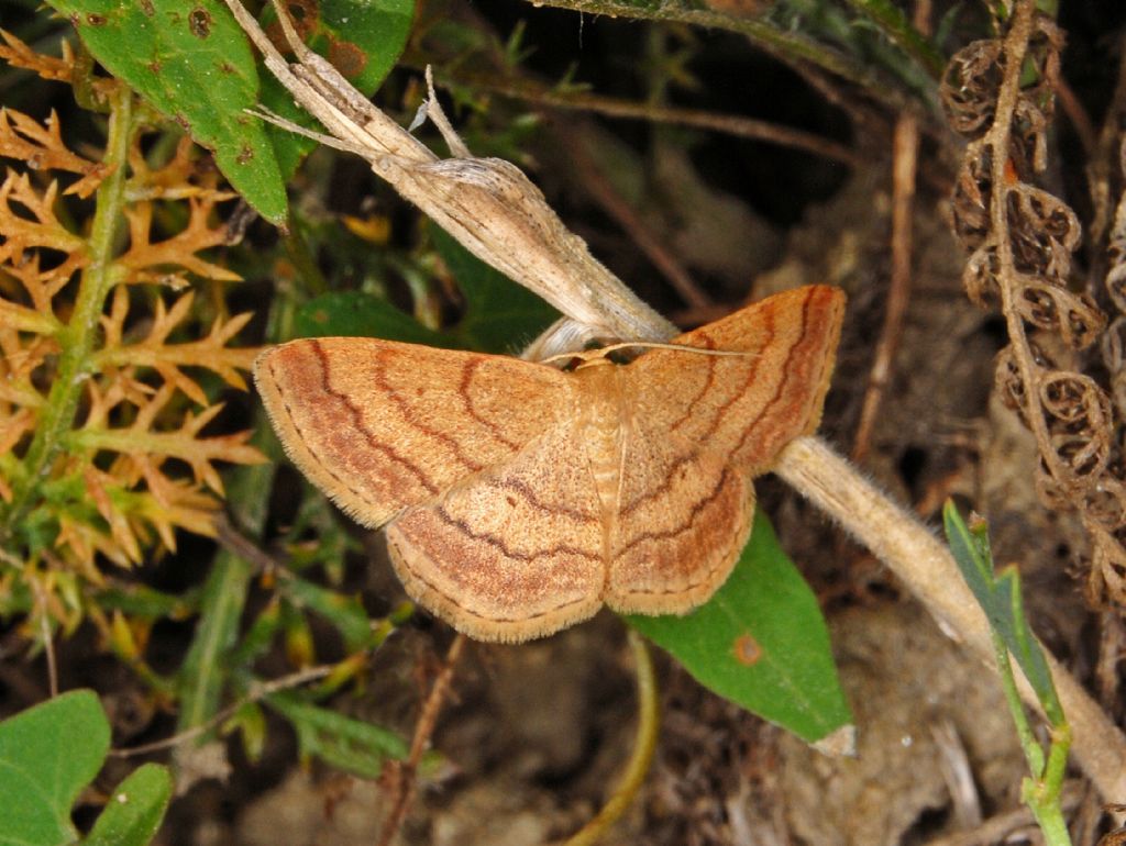 Scopula rubiginata  (Geometridae)